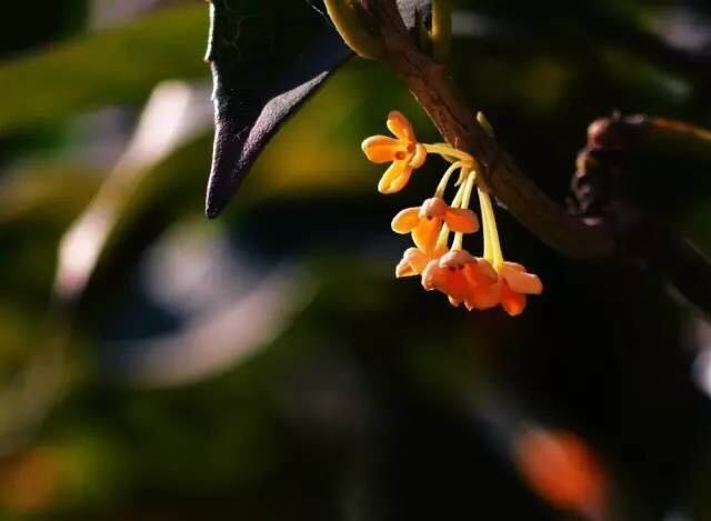 一花一世界丨又到桂花飄香時