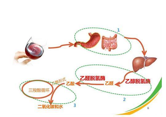 双硫仑样反应机理图片