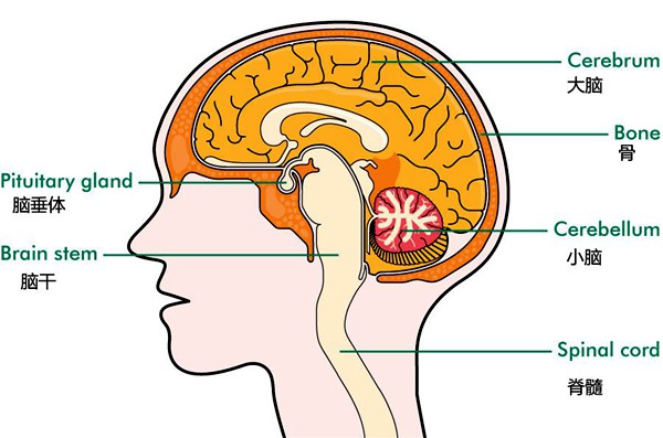 脑垂体的位置(图片来源:macmillanorguk)
