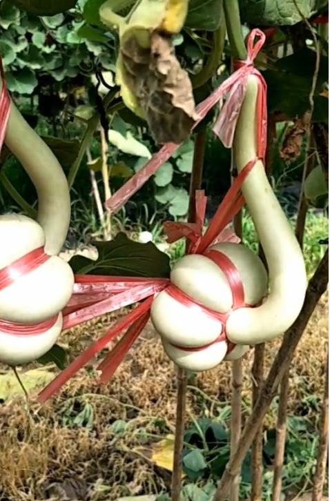 用尼龙丝绳捆绑造型的葫芦这是部分成品葫芦正在晾晒中,看似简单的