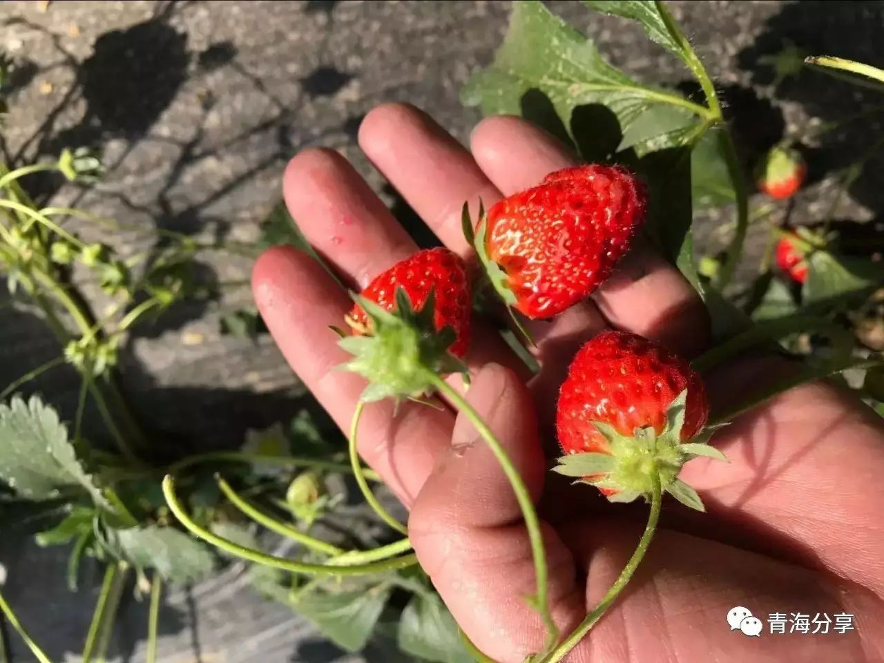 【青海】莓味飄香心兒醉—家鄉的野草莓