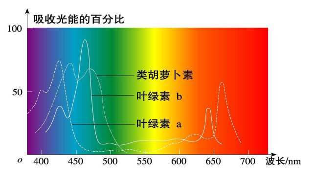 这是因为叶片在进行光合作用时,叶绿素吸收的大多是红蓝光,没有被吸收