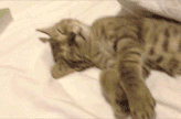 猫咪伸懒腰表情包gif图片