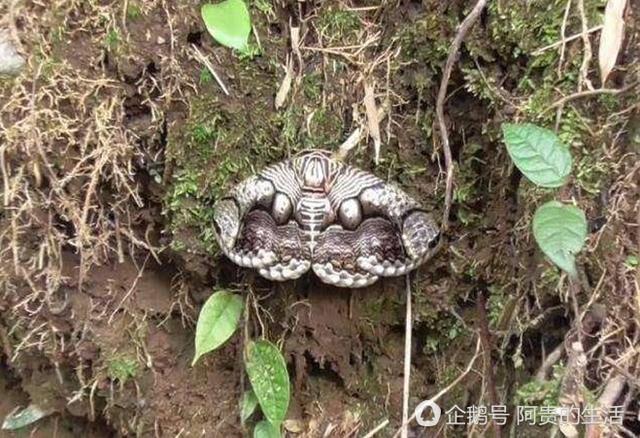 男子偶然在山上發現不明生物,長相有些嚇人,到現在也不清楚是啥