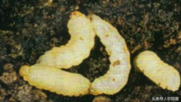 甘薯小象甲幼虫图片