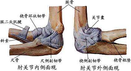 肘关节伸肌总腱位置图图片