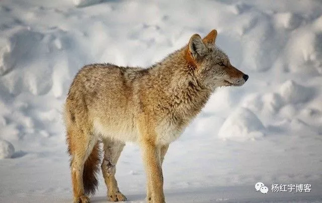 就算交配了懷孕的概率也很低,所以狽這種動物特別少見