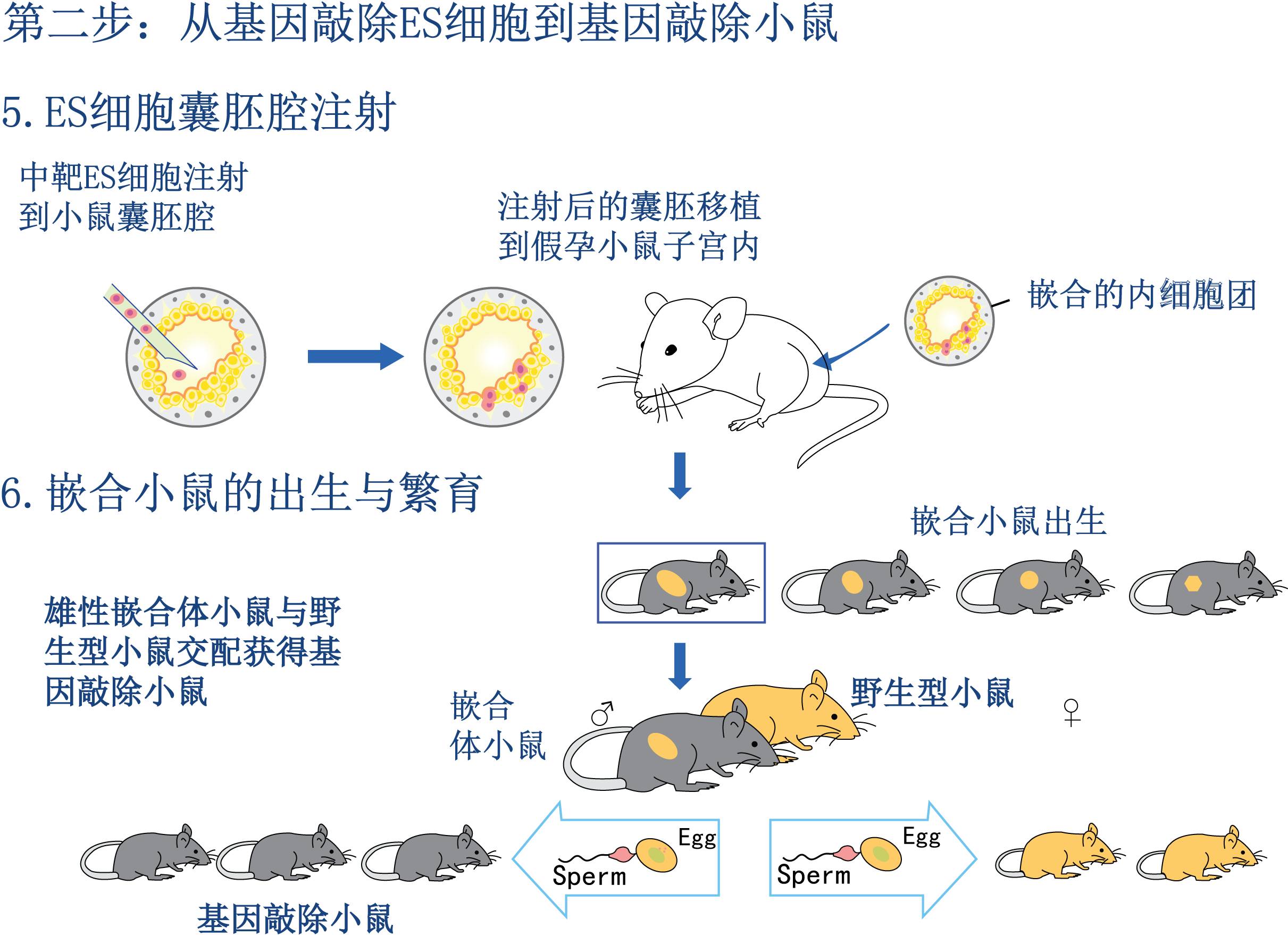 嵌合体小鼠图片