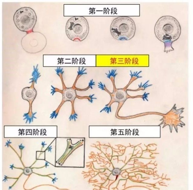 图6:体外培养的皮层神经元轴突发育过程微管,线粒体在轴突生长中的