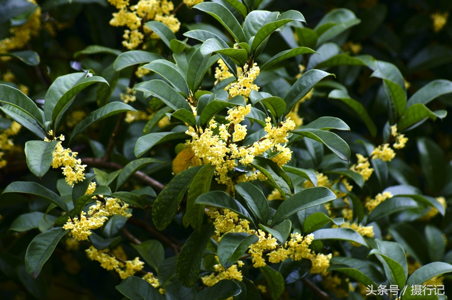 桂花树有哪几种品种(桂花树有哪几种品种?怎么区分?)