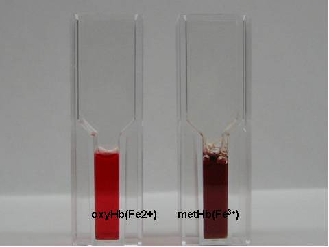 氧合血红蛋白图片图片