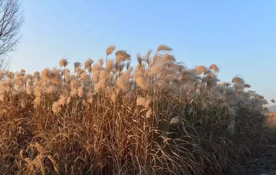 芒草类观赏草介绍