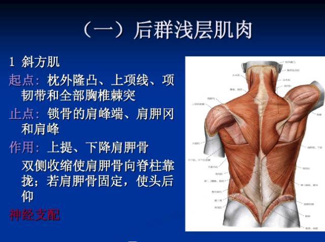 脊柱肌肉解剖图详细图图片