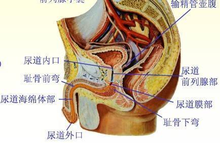 男性尿道耻骨前弯图片