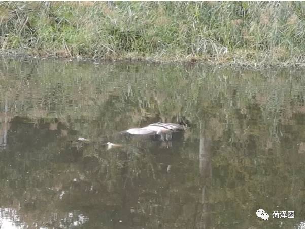 震惊!菏泽城区发现一具女尸漂浮河中!