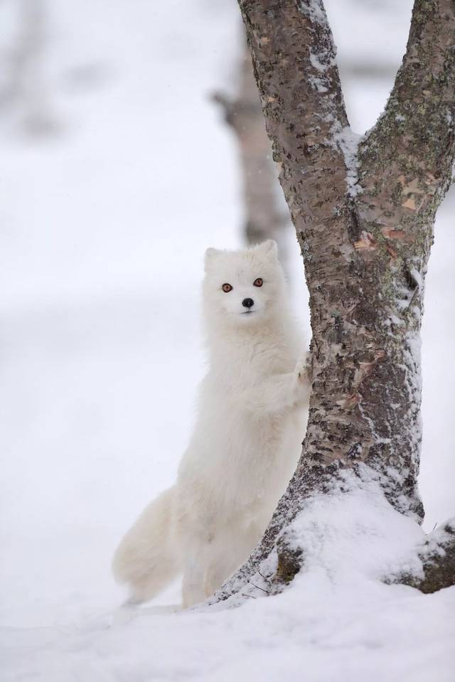 的生物,动物以及极光的形成,在此将有机会近距离接触北极狐等珍稀动物