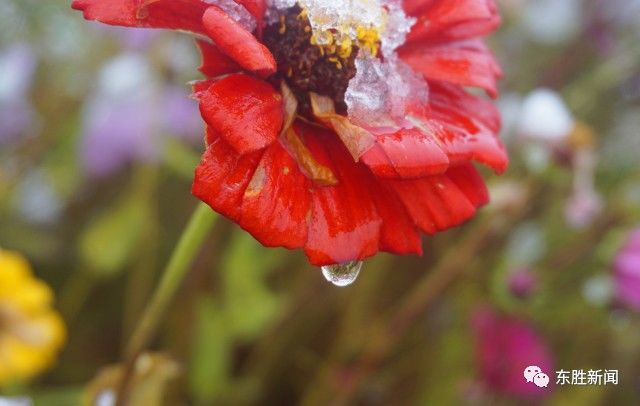 东胜树枝,花丛被晶莹雪花覆盖宛若披上了一层轻纱霜花,冰凝附着在枝叶