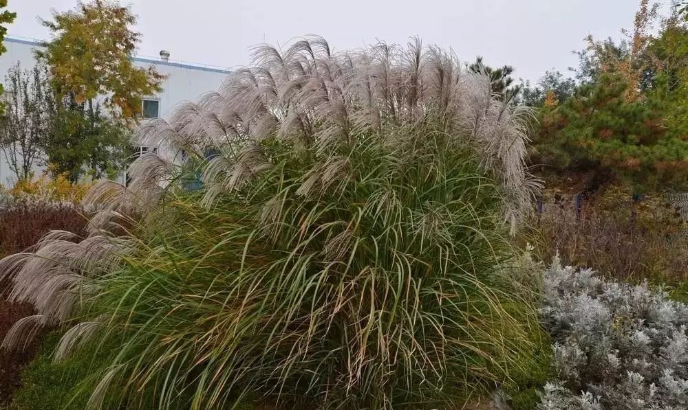 芒草類觀賞草介紹