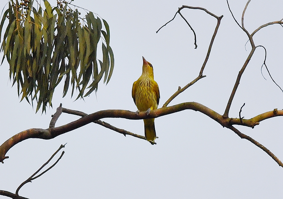 oriolus chinensis,英文名:black-naped oriole)是黃鸝科黃鸝屬的鳥類