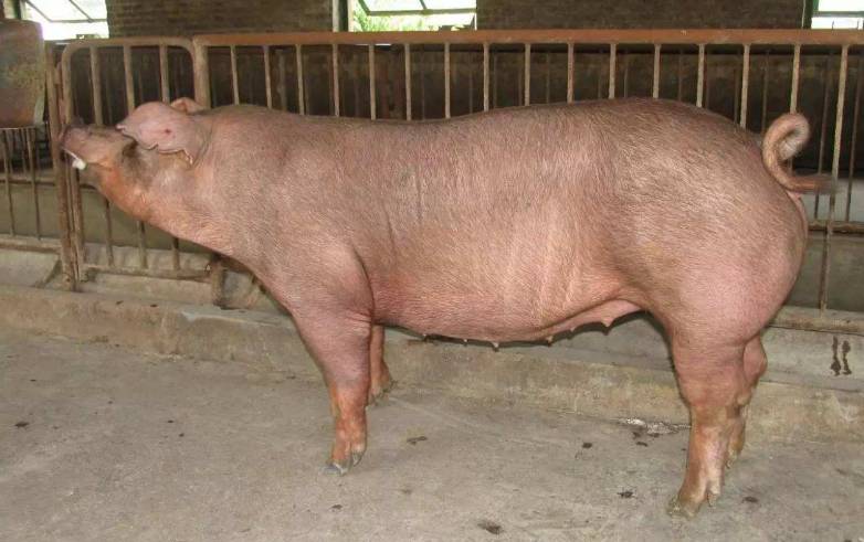 如何养出健康高产母猪的小妙招,有多少养殖户知道呢?