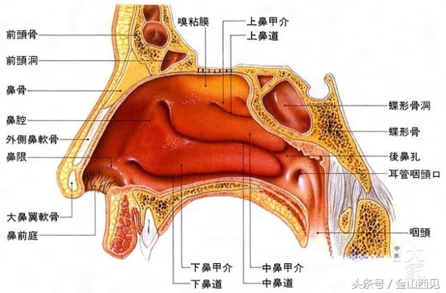 窦口鼻道复合体的解剖图片