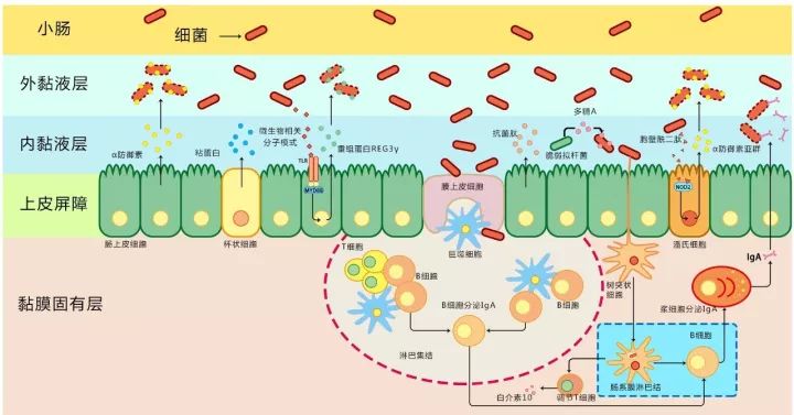 畜牧资讯抗菌肽是如何发挥免疫功效的看图告诉你