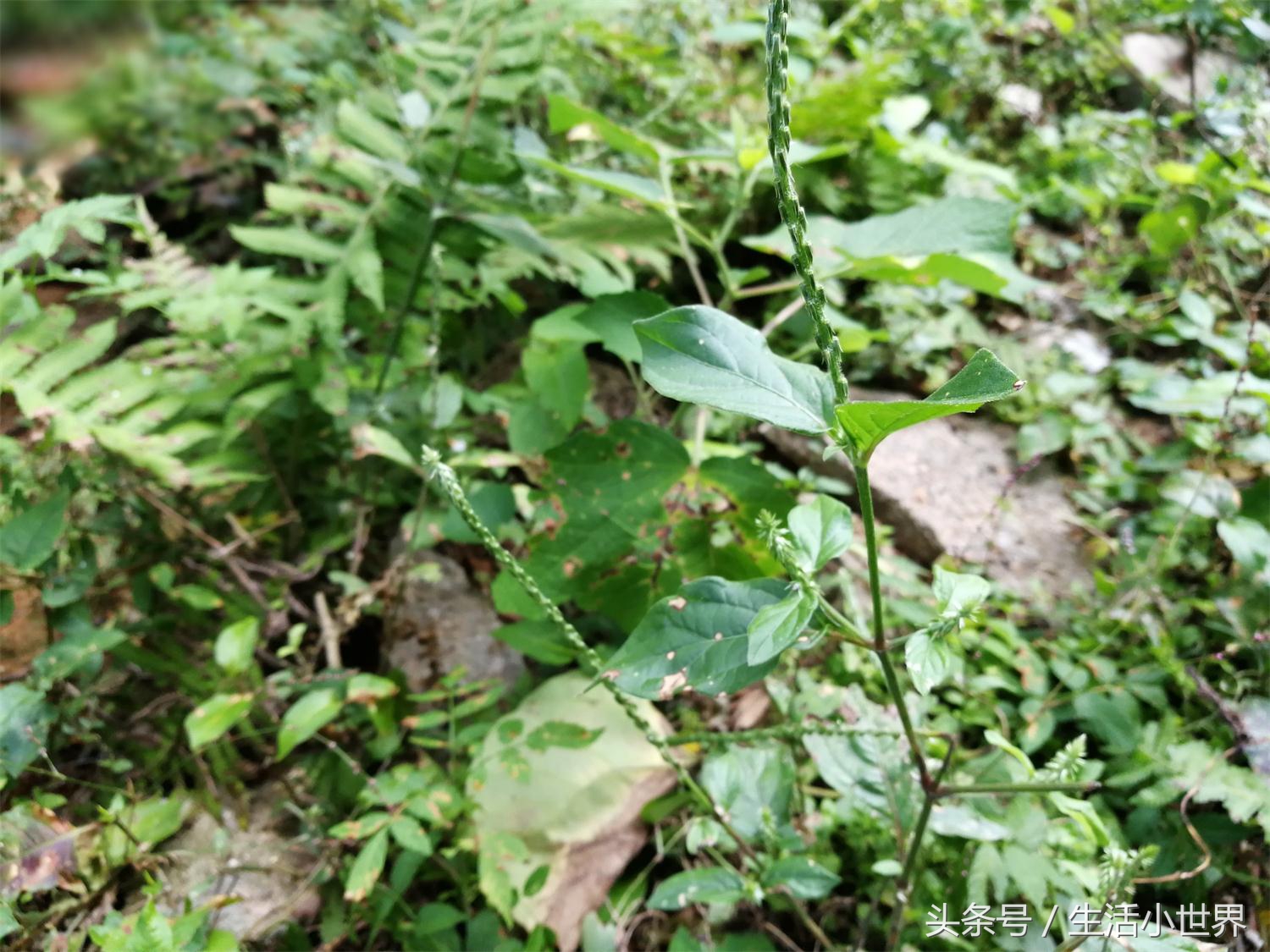 雖然是種草,但是其藥用功能卻不少:在活血化瘀方面,土牛膝有很好的