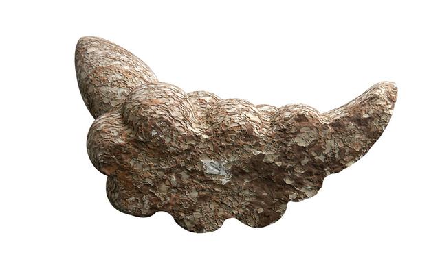 越南巨蟒化石图片