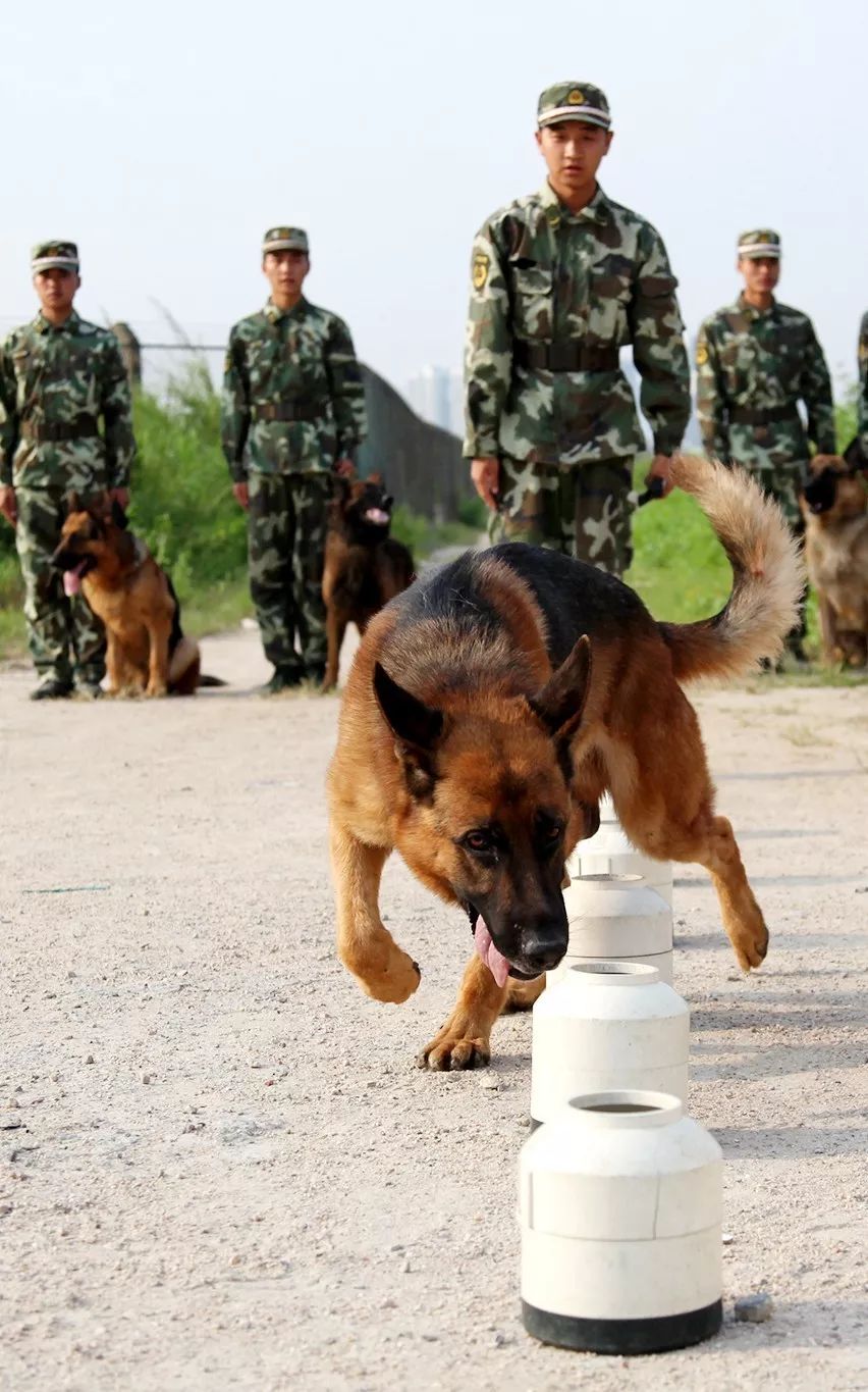 中国功勋犬图片