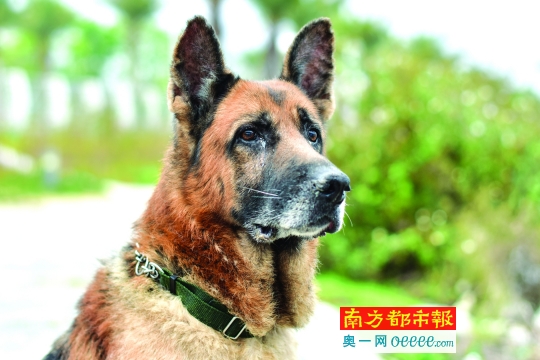 中国功勋犬图片