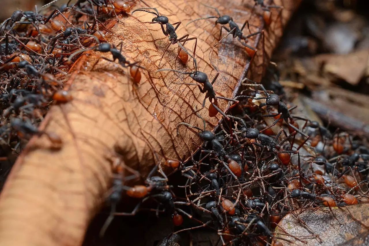 亚马逊雨林有多个种类的蚂蚁,其中最得留心的是行军蚁和子弹蚁
