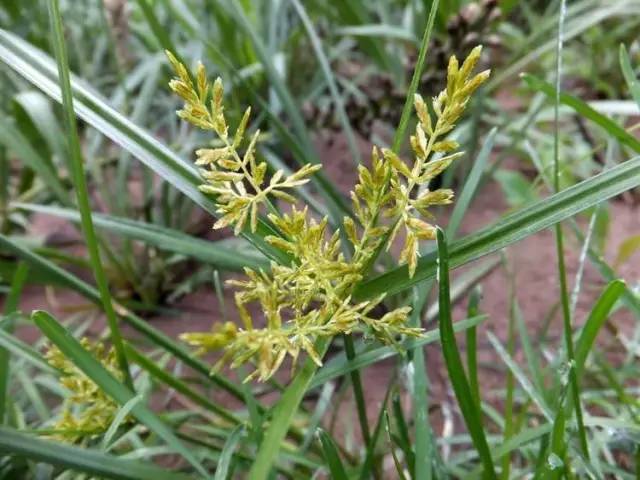 常見的莎草科雜草有: 頭狀穗莎草,具芒碎米莎草,異型莎草,香附