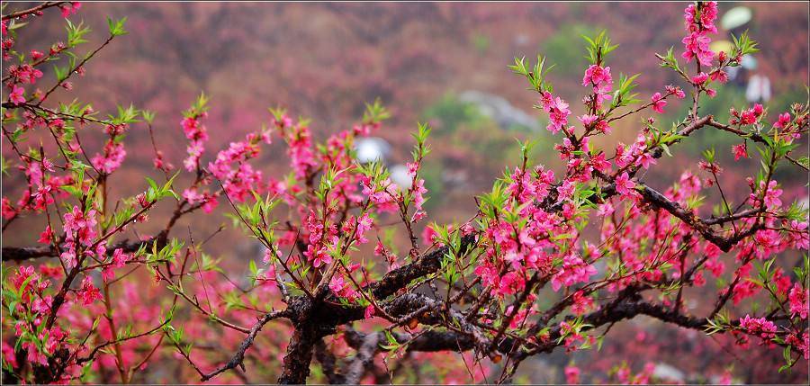 烟雨桃花坪