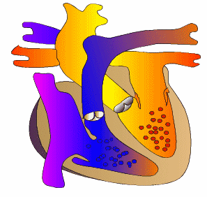 心脏泵血动态图图片