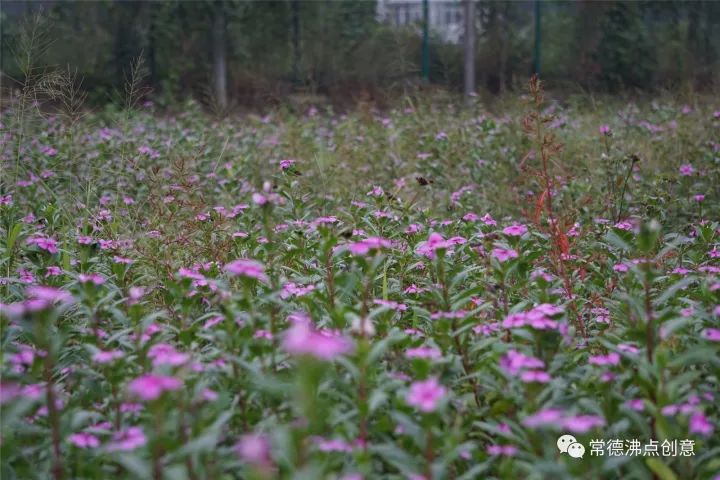 著花海情結幻想在花海中徜徉風吹花海 歲月靜好漢壽洞庭花海爭豔鬥姿