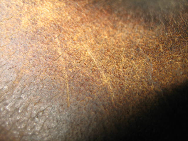 香犀牛角特征栗纹图片图片