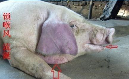 猪肺疫概念图片