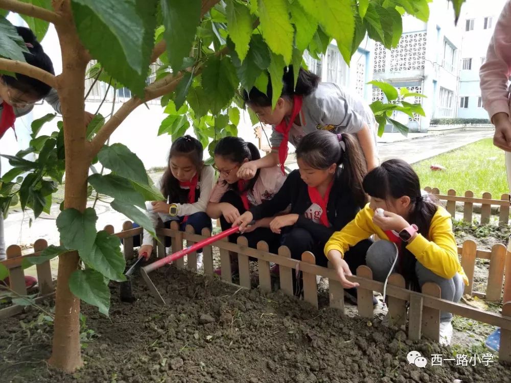 種植園換新主人啦西一路小學種植園勞動實踐基地活動