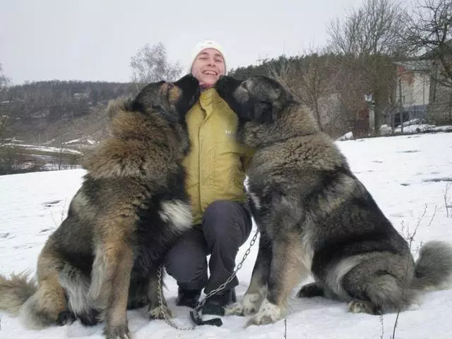 跟狼打架 稳坐世界最大犬吉尼斯记录 这只狗狗厉害了