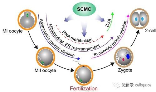 中科院李磊研究組在哺乳動物卵母細胞向胚胎轉變中的功能樞紐研究中