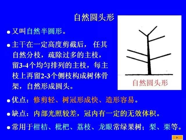 李子树剪枝口诀图片