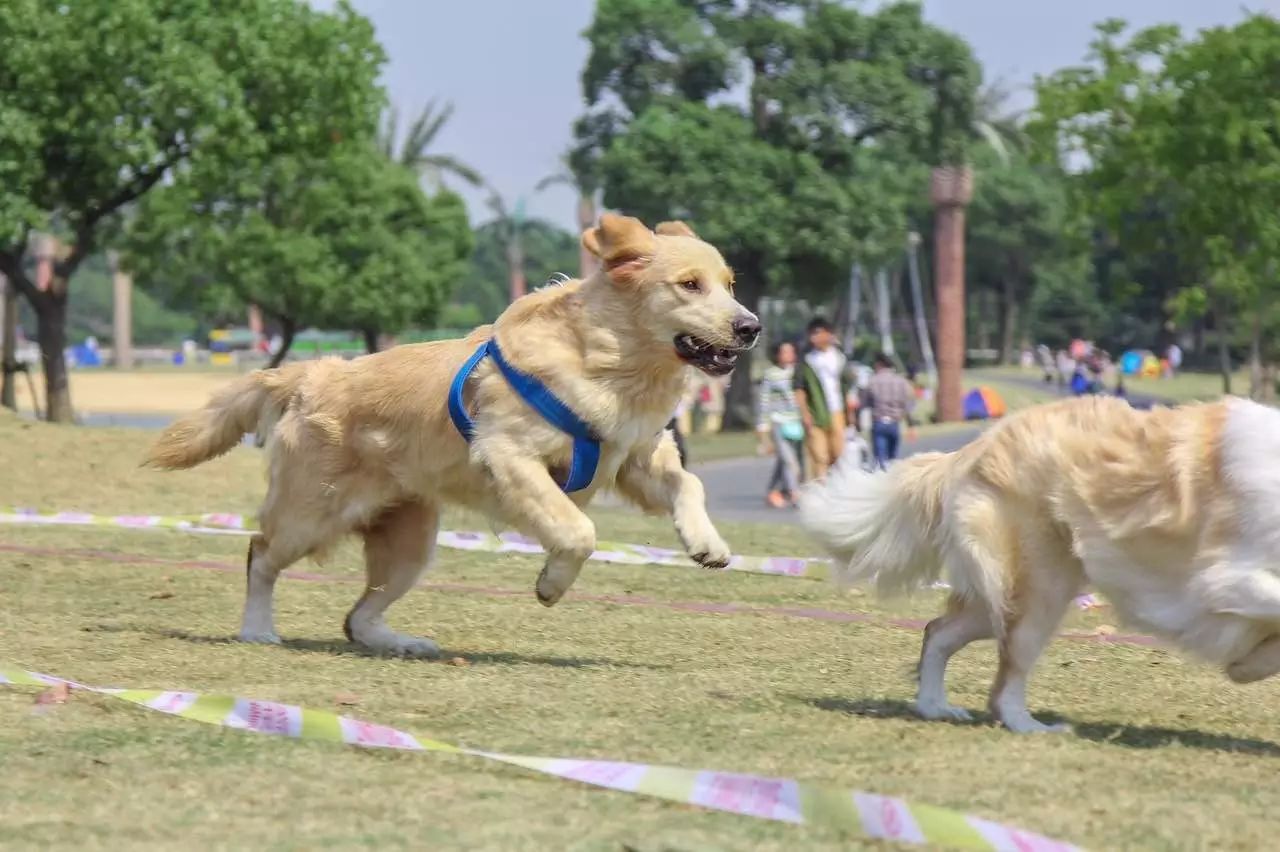 分大型犬 / 小型犬 两组比赛线下跑步比赛:狗狗活力跑7802报上名就