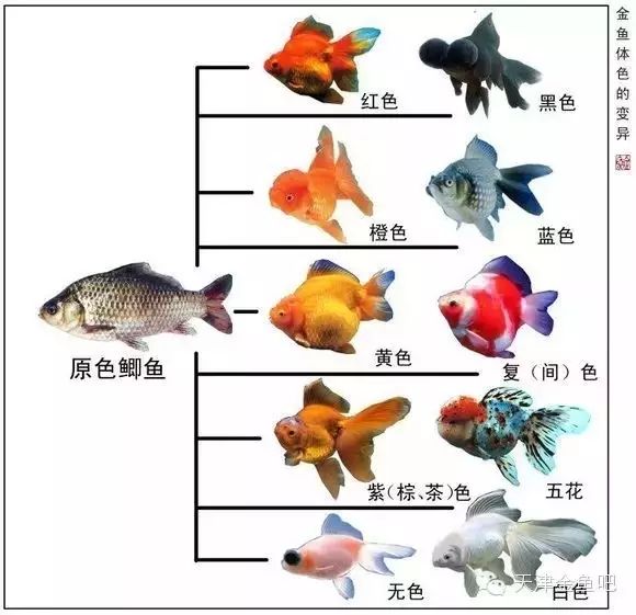 图解金鱼的变异(一)