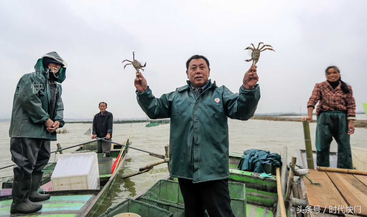 10月13日,庐江县黄陂湖的河蟹养殖户们正在黄陂湖里捕捞新鲜大闸蟹