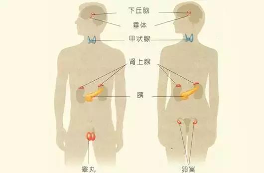 很多人誤認為只有女性會發生內分泌失調,其實不然,所有人都有可能出現