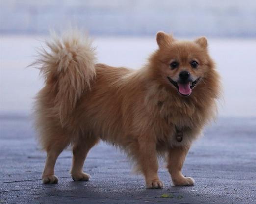 纯种和普通串串博美犬的区别,你未必知道