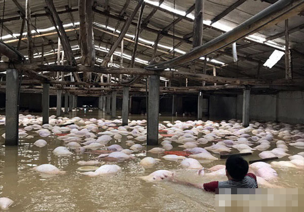 越南洪灾致54死养猪场被淹一幕