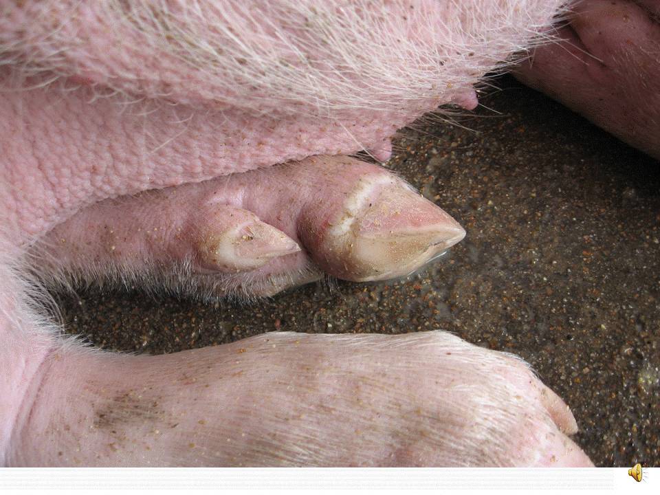 猪口蹄疫解剖症状图片