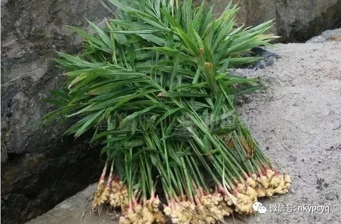 以上就是生薑生長對氮磷鉀肥的需求情況的介紹,種植生薑的朋友可以