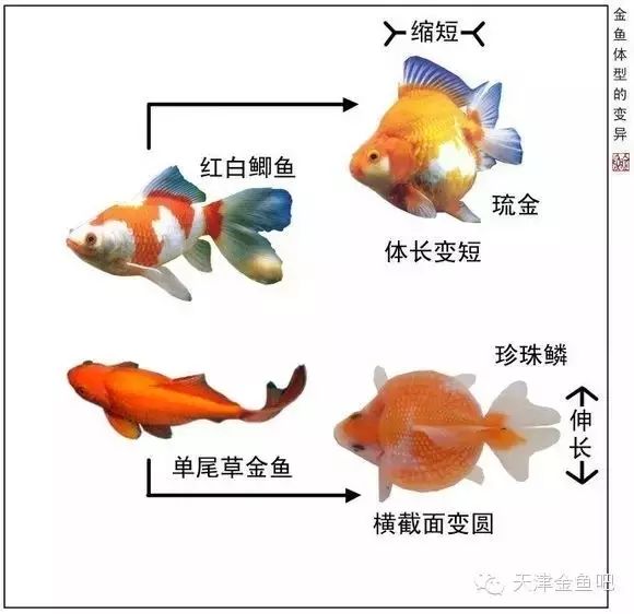 图解金鱼的变异(一)